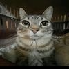 tony_tonychopper8
