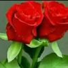 .abou.yazan