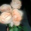 sang_pemimpi456
