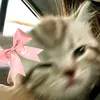 crstnecaszy12