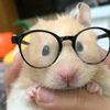 _hamsterrr__