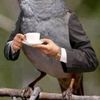 david.barongo8