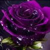 md.rubel37425