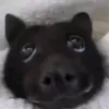 bats_lover_909