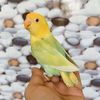 HY AVIARY