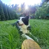 awesomeaudreydog