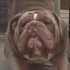 franksdad3