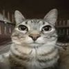 shamirisnothere