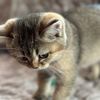 cat.sheri.kittens