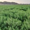 user..aljuohanifarm