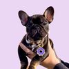 ubefrenchie