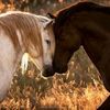 👑مهره 👑 🐎عاشقه الخيل 🐎