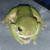 controversial_frog