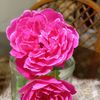 jackeline_204567