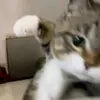 d_tyv4