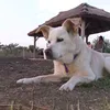 ampiadoraalosperritos_