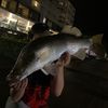 dion_fisho17