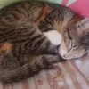 melodyy_440