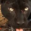 felixkouadio0