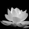 thuthuynguyen6229