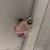 kajo_kd