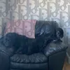 mileydaisy10