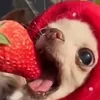 daisy_the_1_best