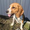 beagle.bello4ka