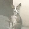 bobbity.boby