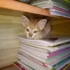 .meodenhats1tg