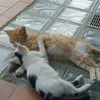 aligatto04