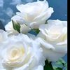 zaw.zaw0659