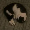 n00dlesrr