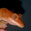 bewildereds.exotics