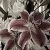 mityuko_13