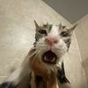 abrisacat