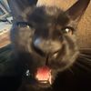 sillylilfella4