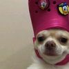 hi_i_am_a_dog