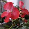 larisa_lorik17