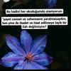 bilal.mol