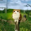sus.cabbit67