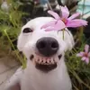 josephine_2527