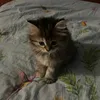 dimqaww