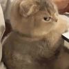 ilovecats_213