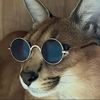 caracal.con.lente