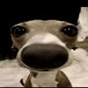 el_perro_pepe