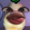 ciciz_178