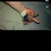 rawaz_akram10