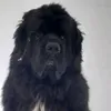 mihaelatimofte47