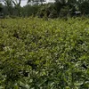 hoakiengchindung